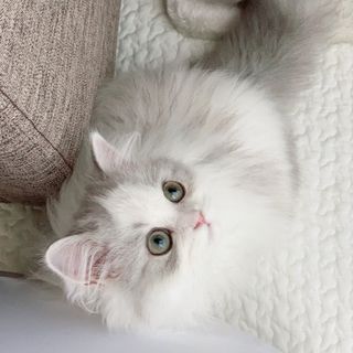 みるく
