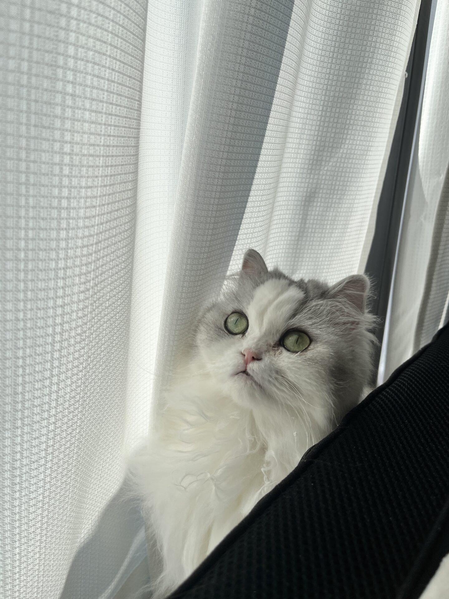 もうすぐ4歳^._.^